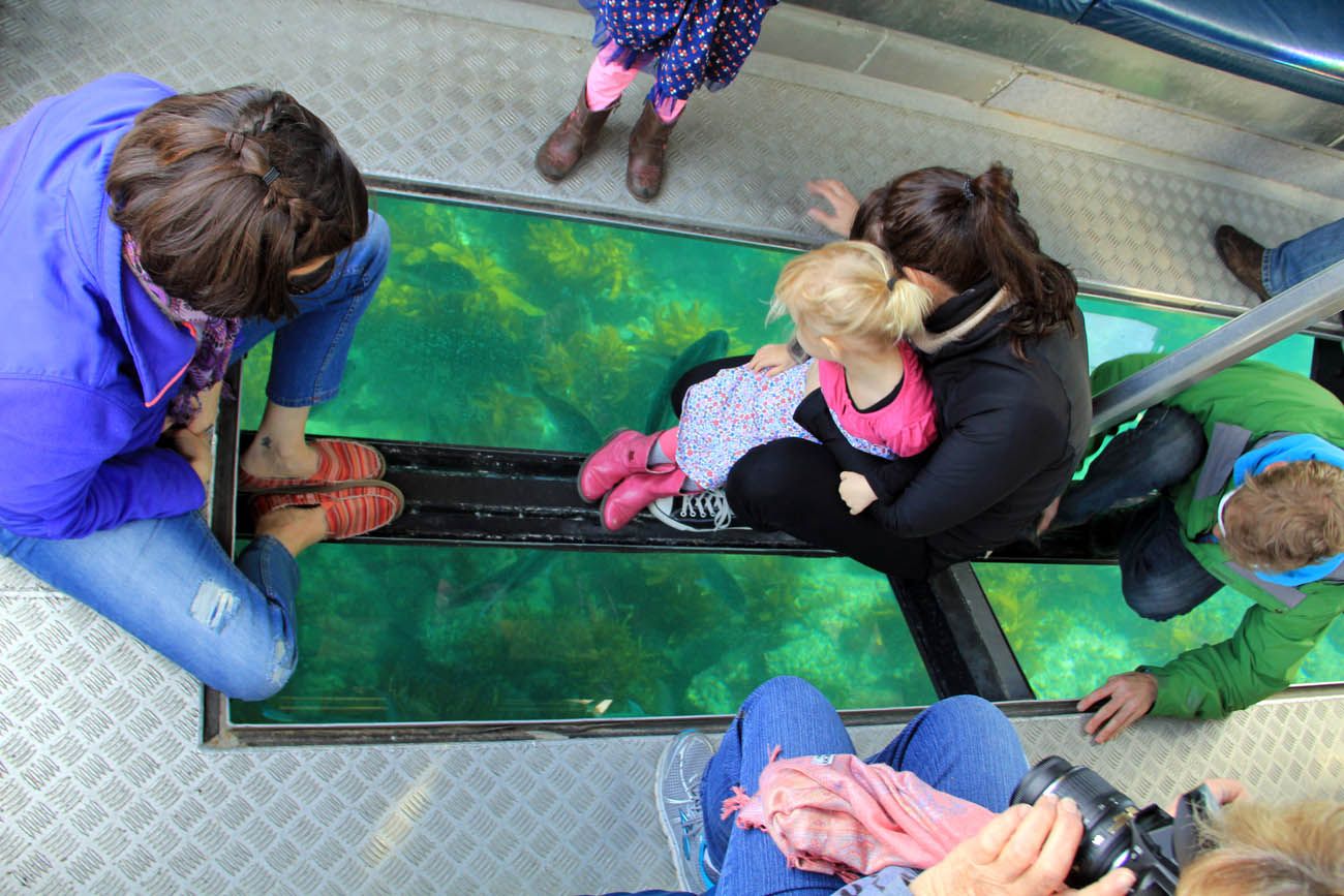 Glass Bottom Boat Whitianga