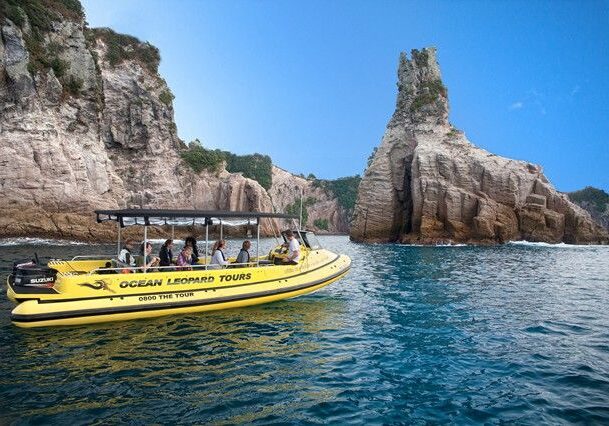 Ocean Leopard Tours Whitianga